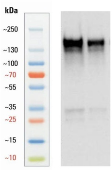 Guinea pig anti-MAP2 Antibody
