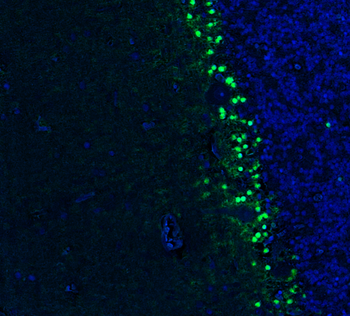 Guinea pig anti-SOX9 Antibody