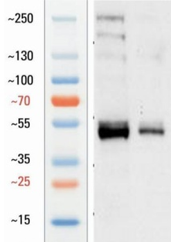 Guinea pig anti-SOX9 Antibody