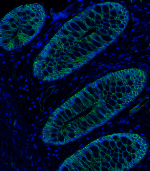 Goat anti-Claudin 5 Antibody