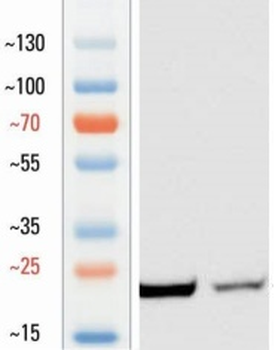 Goat anti-Claudin 5 Antibody