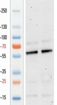 Goat anti-occludin Antibody