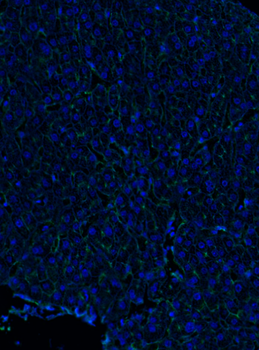 Goat anti-ZO-1 Antibody