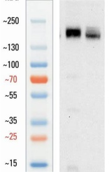 Goat anti-ZO-1 Antibody