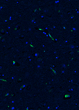 Goat anti-eNos Antibody