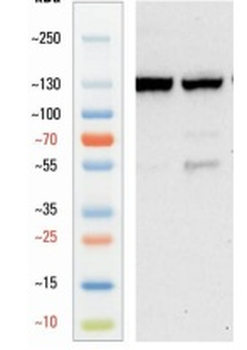 Goat anti-eNos Antibody