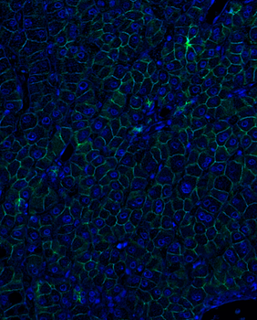 Goat anti-CDH1 Antibody