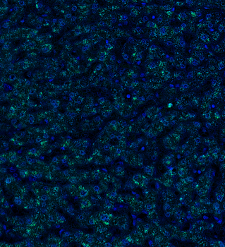Goat anti-ARG1 Antibody