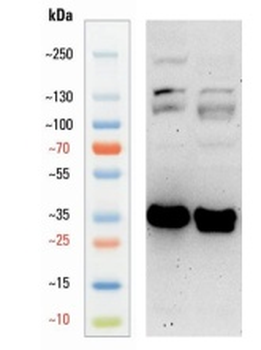 Goat anti-ARG1 Antibody