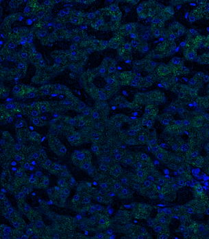 Goat anti-iNOS Antibody
