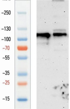 Goat anti-iNOS Antibody