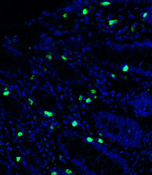 Goat anti-CD8 Antibody