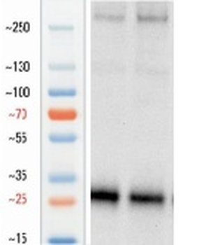 Goat anti-CD8 Antibody