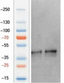 Goat anti-Nanog Antibody