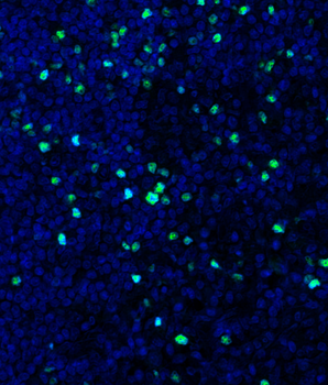 Goat anti-FOXP3 Antibody