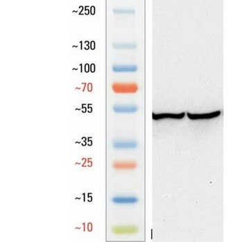 Goat anti-FOXP3 Antibody