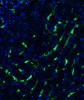 Goat anti-CD206 Antibody