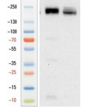 Goat anti-CD206 Antibody