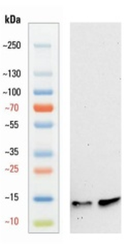 Goat anti-S100B Antibody