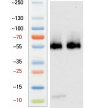 Goat anti-NeuN Antibody