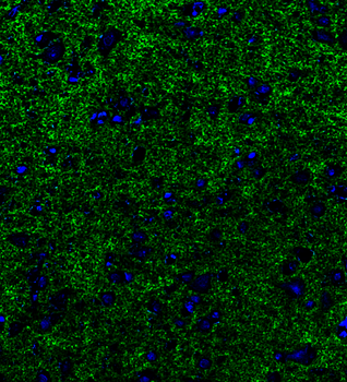 Goat anti-VGLUT1 Antibody