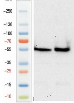 Goat anti-VGLUT1 Antibody