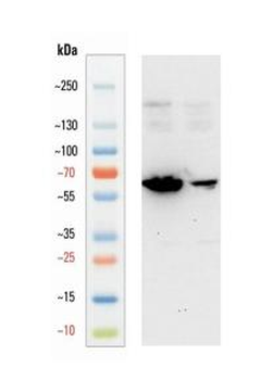 Goat anti-VGLUT2 Antibody