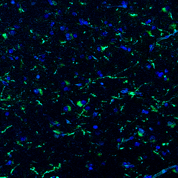 Goat anti-NPY Antibody