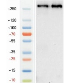 Goat anti-MAP2 Antibody