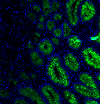 Goat anti-MUC5AC Antibody