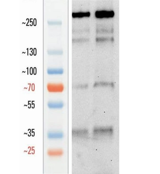 Goat anti-MUC5AC Antibody