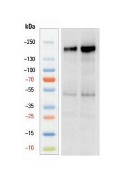 Goat anti-Nestin Antibody
