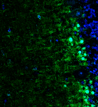 Goat anti-SOX9 Antibody