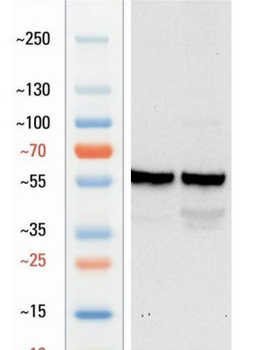 Goat anti-SOX9 Antibody