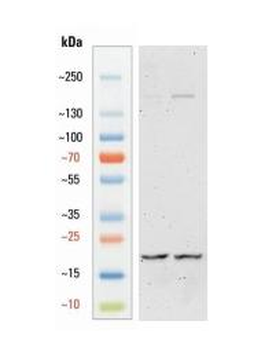 Goat anti-IBA1 Antibody
