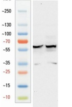 Goat anti-VGAT Antibody
