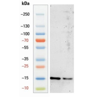 Goat anti-α-Synuclein Antibody
