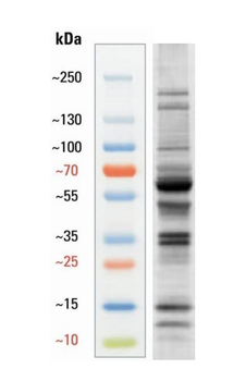 Succinyl lysine Antibody