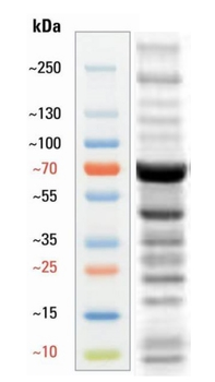L-Lactyl Lysine Antibody
