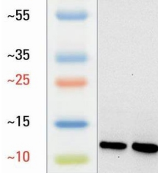 L-Lactyl-Histone H4 (Lys5)/H4K5la Antibody