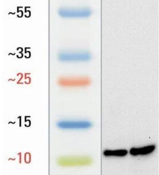 L-Lactyl-Histone H4 (Lys16) /H4K16la Antibody