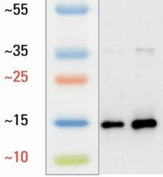 L-Lactyl-Histone H2A.Z (Lys11)/H2A.ZK11la Antibody