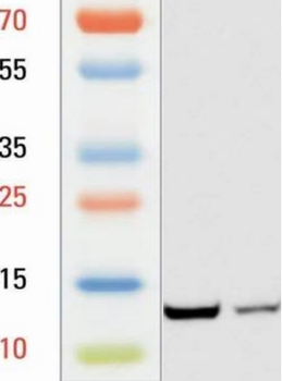 L-Lactyl-Histone H2B (Lys15)/H2BK15la Antibody