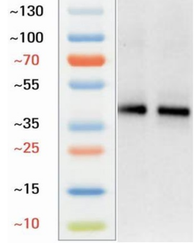 Goat SOX17 Antibody