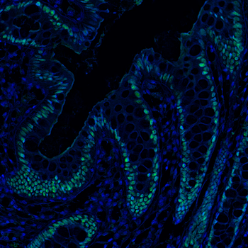 Goat SOX17 Antibody