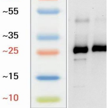 Goat Myd88 Antibody