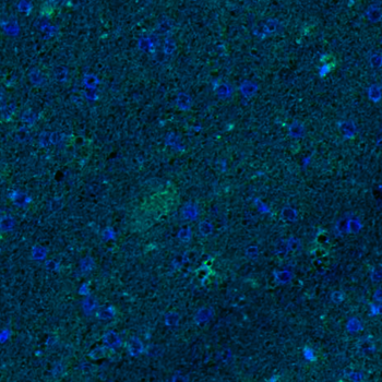 Goat Myd88 Antibody
