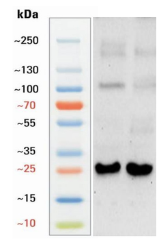 Goat Neutrophil Elastase Antibody
