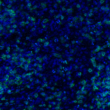 Goat Neutrophil Elastase Antibody