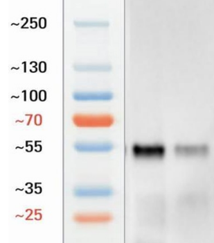 Goat CD4 Antibody